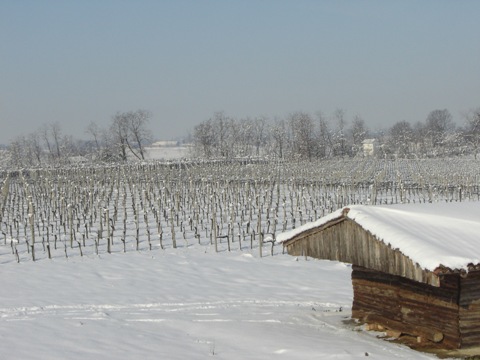 Il vigneto in inverno