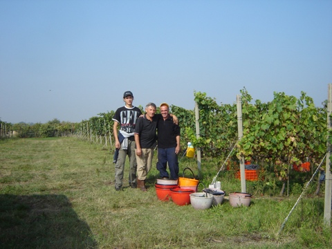 Vendemmia 2010 · 1