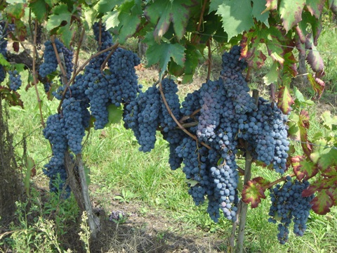 Vendemmia 2010 · 10
