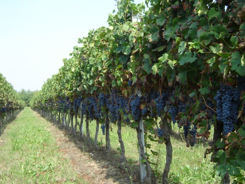 Vendemmia 2010 · 11