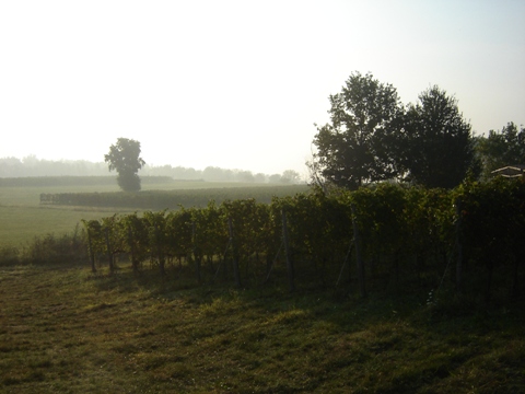 Vendemmia 2010 · 13