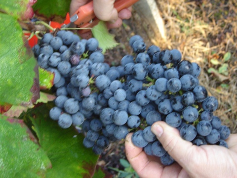 Vendemmia 2010 · 14