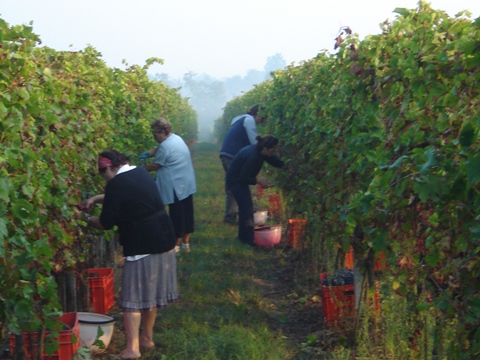 Vendemmia 2010 · 15
