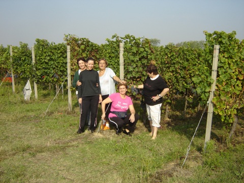 Vendemmia 2010 · 2