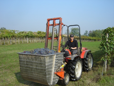 Vendemmia 2010 · 3
