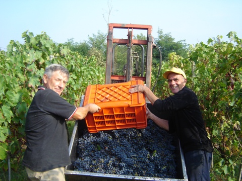 Vendemmia 2010 · 4