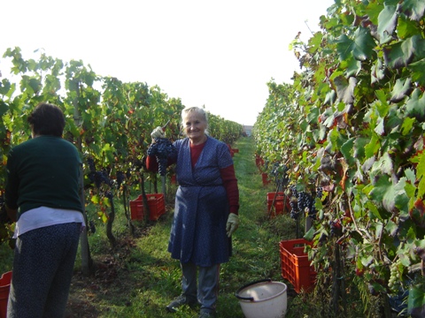 Vendemmia 2010 · 5