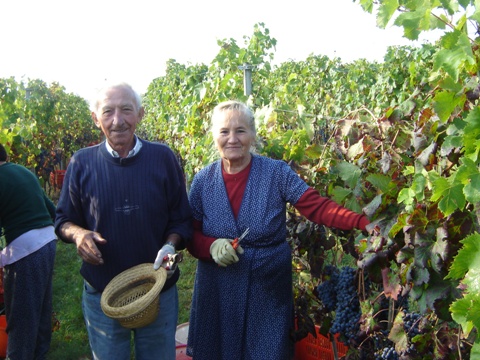 Vendemmia 2010 · 6