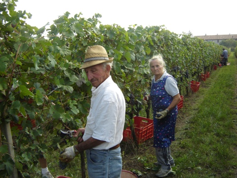 Vendemmia 2010 · 9