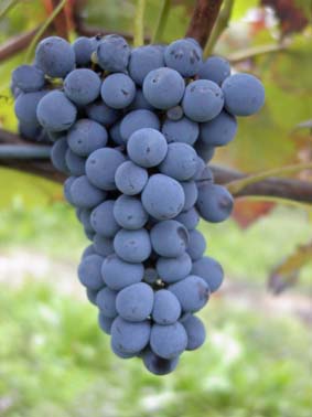 Barbera · 13%