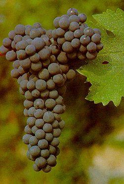 Cabernet Sauvignon · 4%