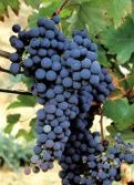 Croatina · 18%