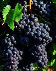 Merlot · 4%