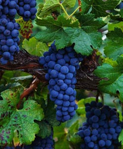 Pinot Nero · 6%