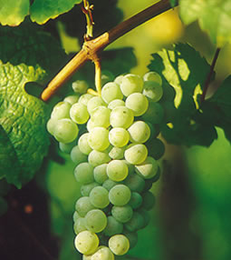 Riesling · 10%