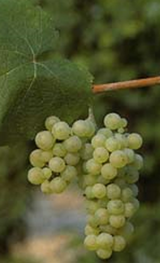 Riesling Renano · 10%