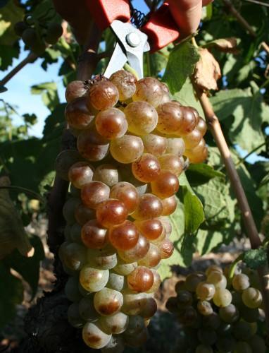 Roussanne · 4%