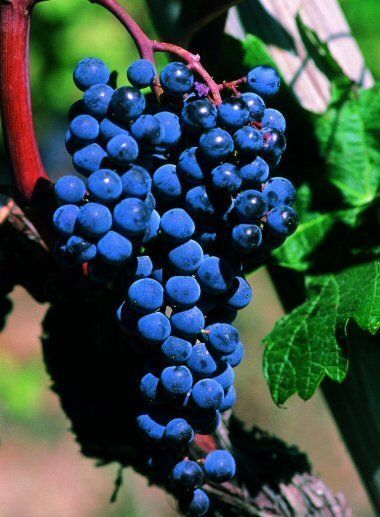 Sangiovese · 4%