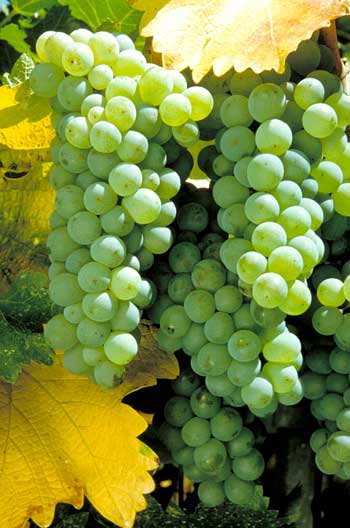Sauvignon · 10%