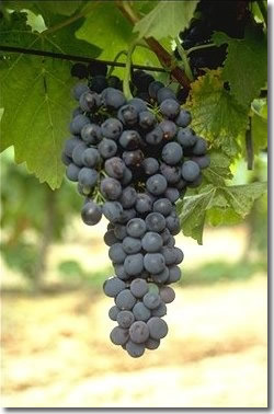 Syrah · 4%