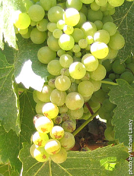 Viognier · 4%